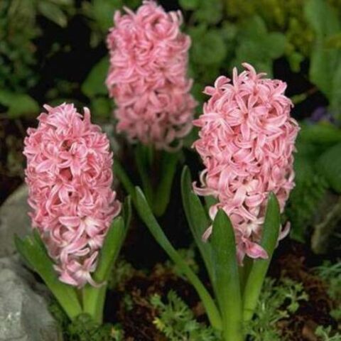 Giacinto Pink Surprise (4 BULBI)