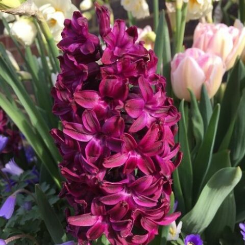 Giacinto Purple Sensation (4 BULBI)