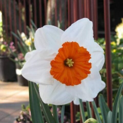 Narciso Split Corona Professor Einstein (5 BULBI)