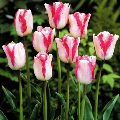 Tulipano Mata Hari (5 BULBI)