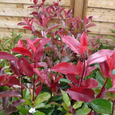 Photinia x fraseri "Red Select" [Vaso 24cm]
