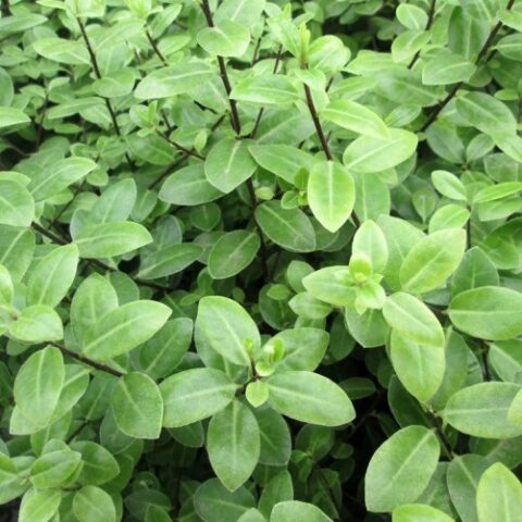 Pittosporum tenuifolium "Golf Ball" (Pittosporo) [Vaso 18cm]