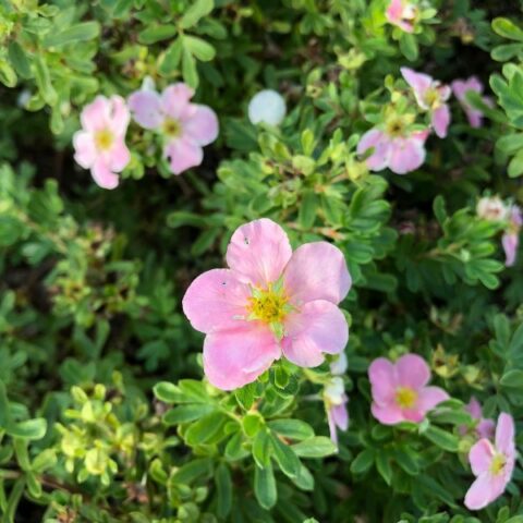 Potentilla fruticosa "Pink Queen" [Vaso 19cm]