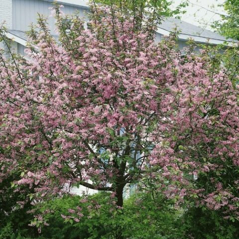 Prunus padus "Colorata" (Ciliegio da fiore) [Vaso 24cm]