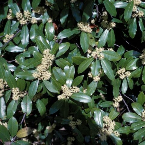 Prunus caroliniana (Lauro) [Vaso 24cm]