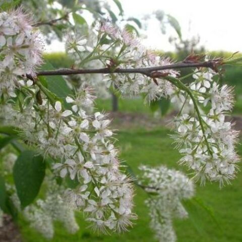 Prunus padus "Le Thoureil" (Ciliegio da fiore) [Vaso 24cm]