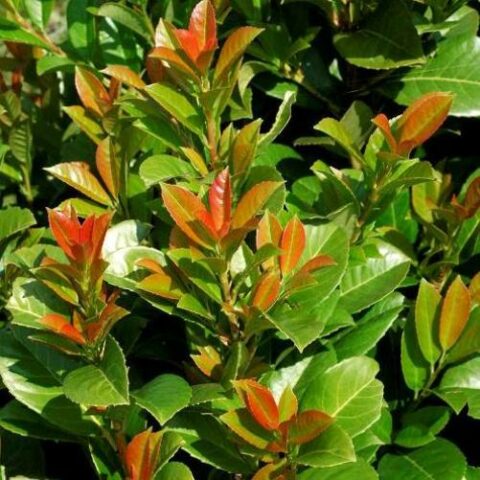 Prunus laurocerasus "Etna" (Lauro) [Vaso 24cm]
