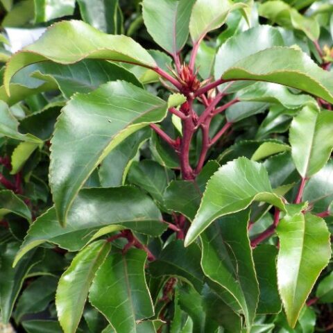 Prunus lusitanica "Brenelia" (Lauro del Portogallo) [Vaso 18cm]