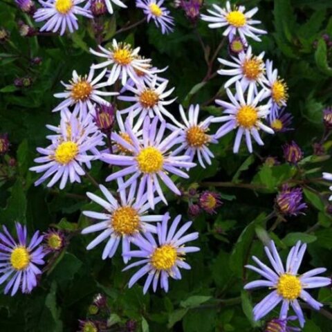 Aster ageratoides "Stardust" [Vaso 18cm]