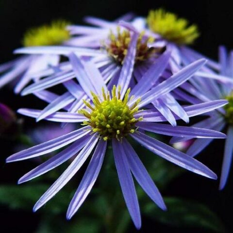 Aster ageratoides "Adustus Nanus" [Vaso 18cm]