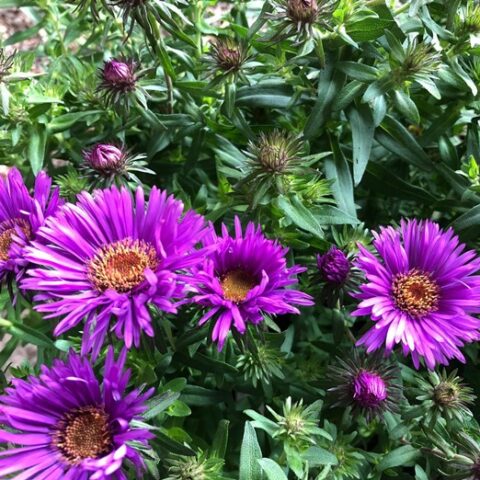 Aster novae-angliae "Purple Dome" [Vaso 10cm]
