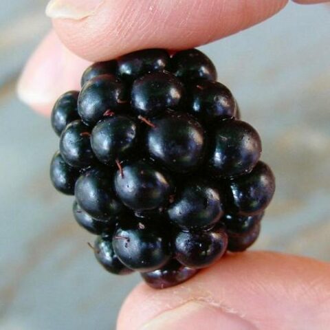 Mora "Apache Thornless" - Precoce Senza Spine (Rubus fruticosus) [Vaso 15cm]