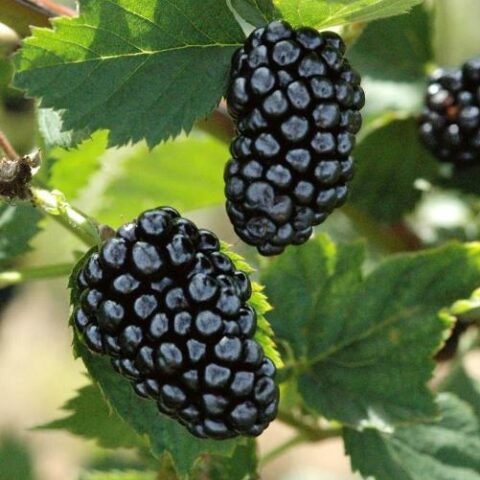 Mora "Chester Thornless" - Medio Senza Spine (Rubus fruticosus) [Vaso 1,5 Litri]