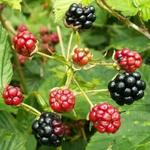Mora "Thornless Evergreen" (Rubus fruticosus) [Vaso 21cm]