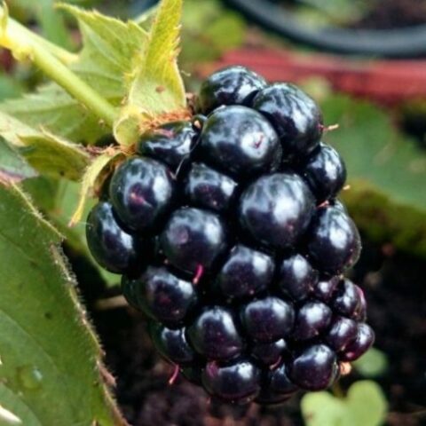 Mora "Triple Crown" - Medio/Tardivo Senza Spine (Rubus fruticosus) [Vaso 1,5 Litri]