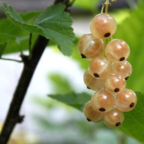Ribes Bianco "Witte Parel" [Vaso 15cm]