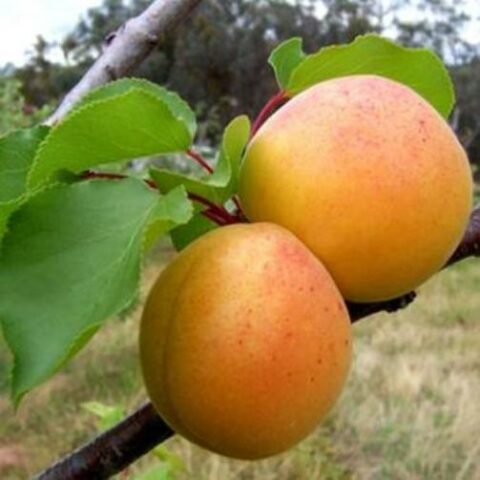 Albicocco "Luizet" [Vaso 24cm]