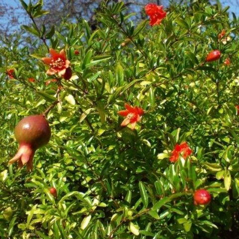 Punica granatum "Wonderful" - cespuglio (Melograno) [Vaso 19cm]