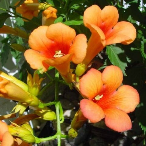 Campsis radicans "Indian Summer" (Bignonia) [Vaso 15cm]