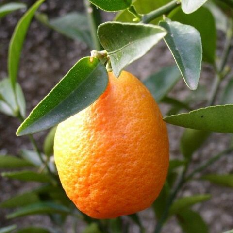 Kucle (Fortunella margarita x Citrus reticulata) [Vaso 20cm]