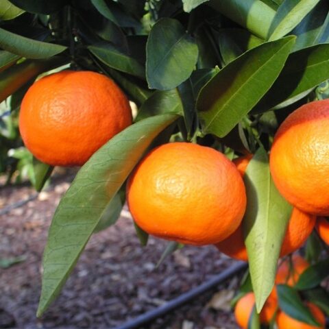 Mandarino Tangelo Nova (Citrus Reticulata Paradisi) [Vaso 20cm]