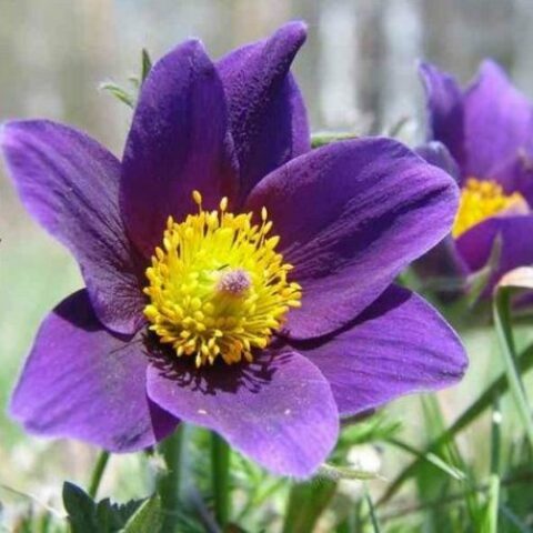 Pulsatilla vulgaris "Violet Blue" (Fiore di Pasqua) [Vaso 8/10cm]