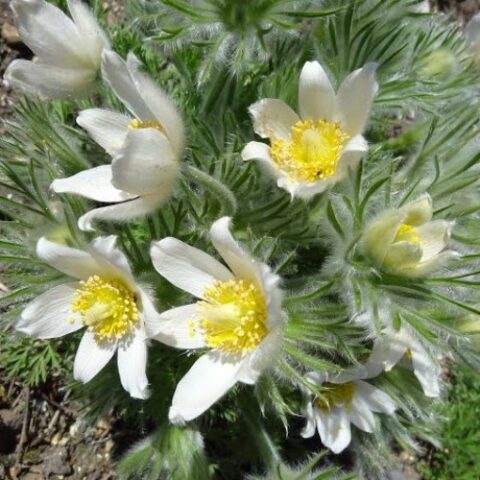 Pulsatilla vulgaris "White Swan" (Fiore di Pasqua) [Vaso 8/10cm]