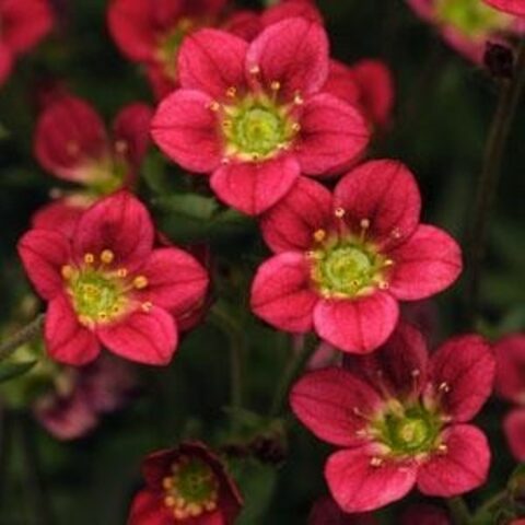 Saxifraga x arendsii "Rockies F1 Red" [Vaso 8/10cm]
