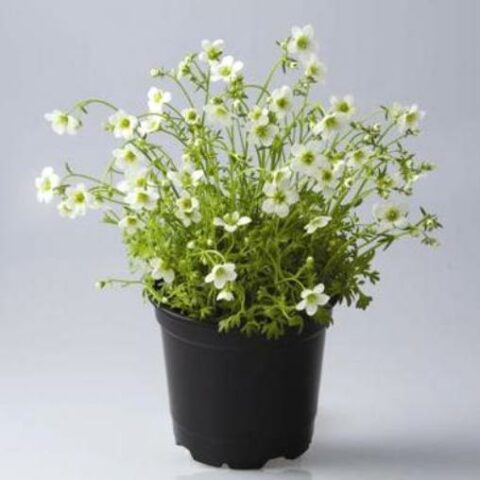 Saxifraga x arendsii "Rockies F1 White" [Vaso 8/10cm]