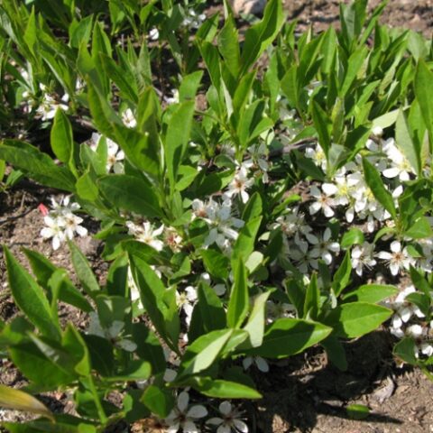 Prunus pumila "Depressa" (Lauro) [Vaso 18cm]