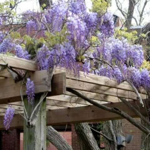 Wisteria floribunda "New Blue Fountain" (Glicine) [Vaso 17cm]