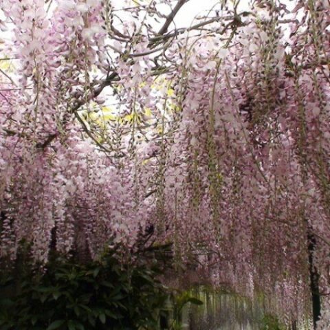 Wisteria floribunda "Pink Ice" (Glicine) [Vaso 18cm]