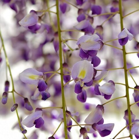 Wisteria floribunda "Royal Purple" (Glicine) [Vaso 17cm]