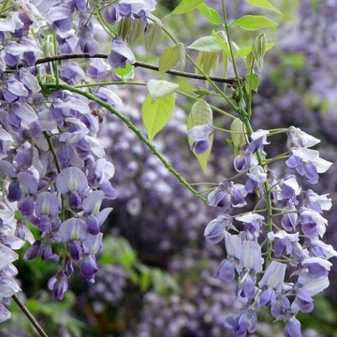 Wisteria brachybotrys "Golden Dragon" (Glicine) [Vaso 17cm]