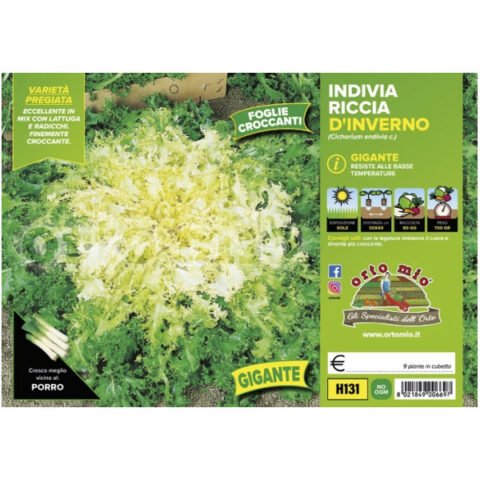 Indivia Scarola riccia dinverno gigante "Monaco" [1 Plateaux da 9]