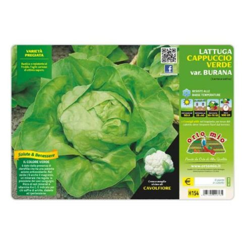 Lattuga a Cappuccio verde Burana [1 Plateaux da 9]