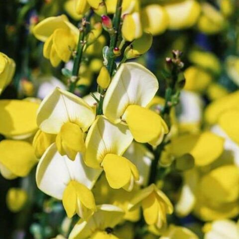 Cytisus scoparius "Dukaat" (Ginestra) [Vaso 14cm]