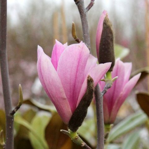 Magnolia x soulangeana "Heaven Scent" [Vaso 27cm]