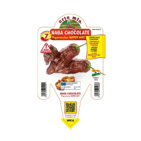 Peperoncino piccante "Naga Morich chocolate" [Vaso 14cm]