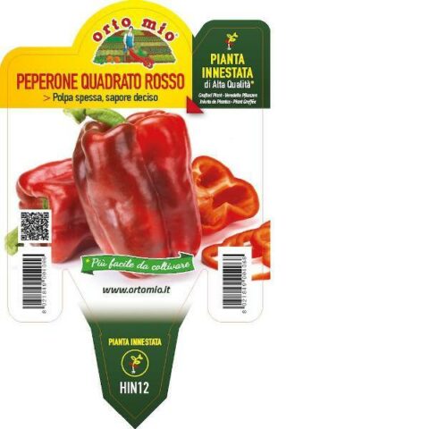 Peperone quadrato rosso F1 innestato [Vaso 14cm]