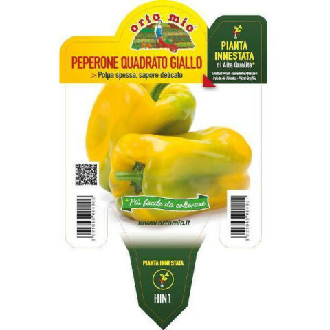 Peperone quadrato giallo F1 innestato [Vaso 14cm]