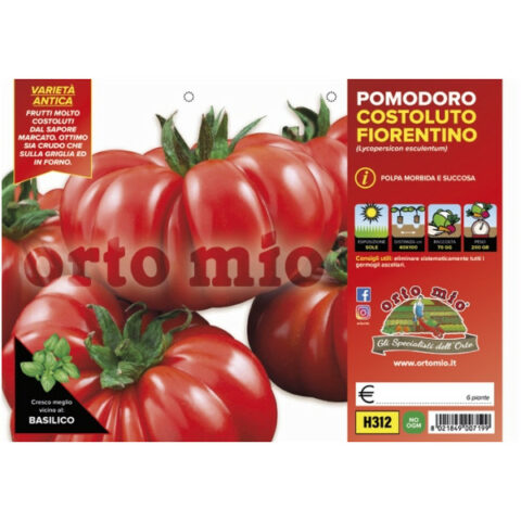 Pomodoro Costoluto fiorentino "Novoli/Successo F1" [Vaso 10cm]
