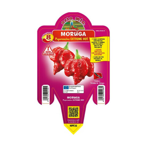 Peperoncino piccante "Moruga Scorpion" [Vaso 14cm]
