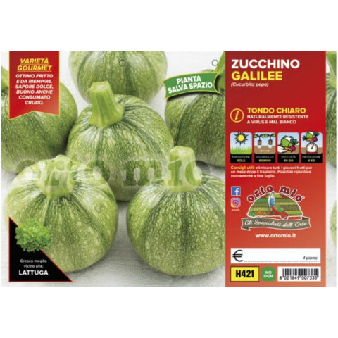 Zucchino tondo chiaro "Galilee F1" [1 Plateaux da 4]