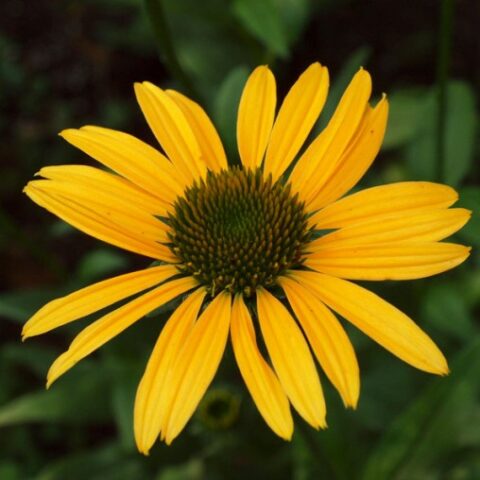 Echinacea purpurea "Mac'n' Cheese" [Vaso 14cm]