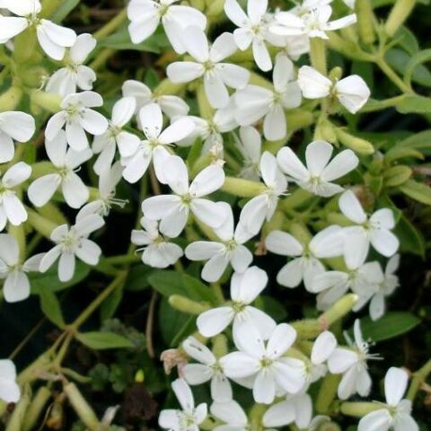 Saponaria ocymoides "Snow Tip" [Vaso 8/10cm]