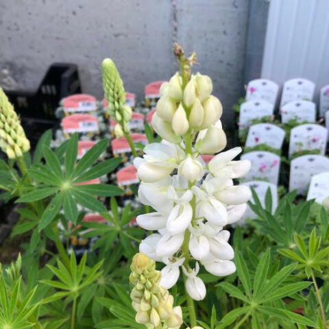 Lupinus polyphyllus "Frulein" (Lupino) [Vaso 10cm]