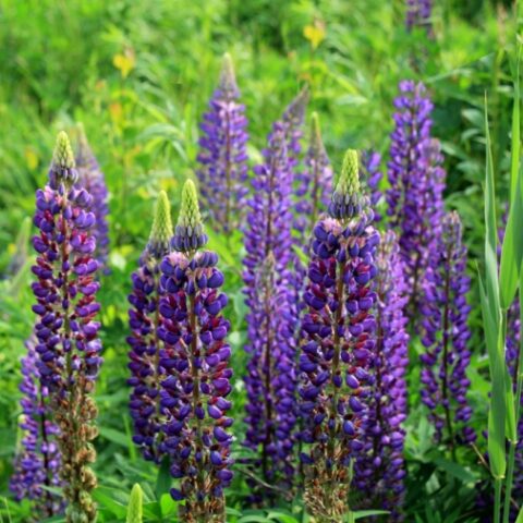 Lupinus polyphyllus "Kastelan" (Lupino) [Vaso 8/10cm]
