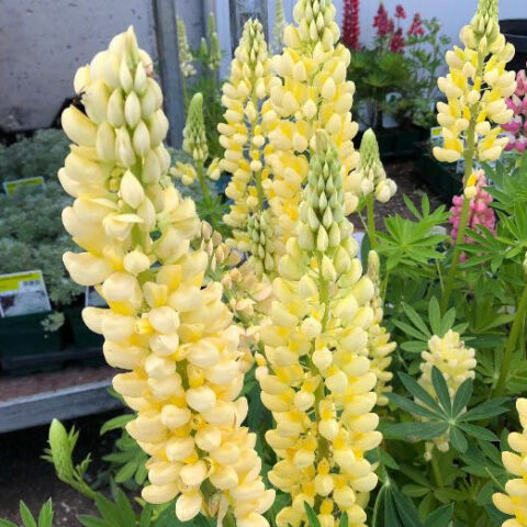 Lupinus polyphyllus "Kronleuchter" (Lupino) [Vaso 10cm]
