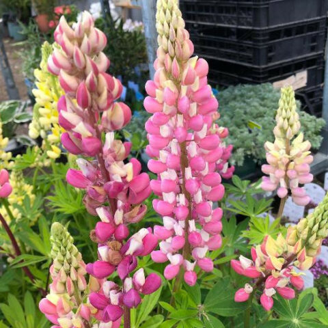 Lupinus polyphyllus "Schlossfrau" (Lupino) [Vaso 8/10cm]